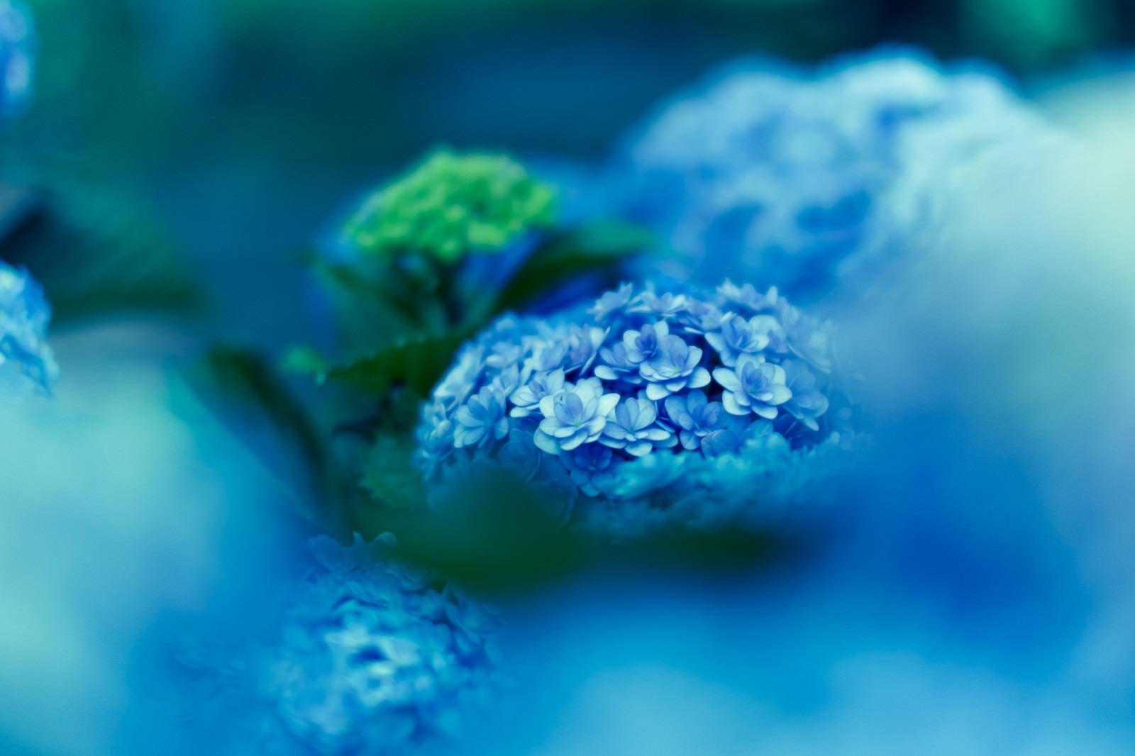 「紫陽花、青い世界」の写真