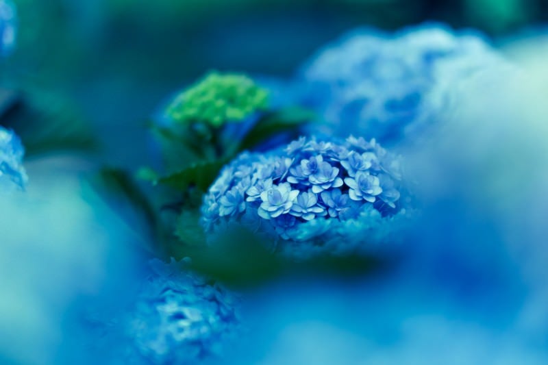 紫陽花、青い世界の写真