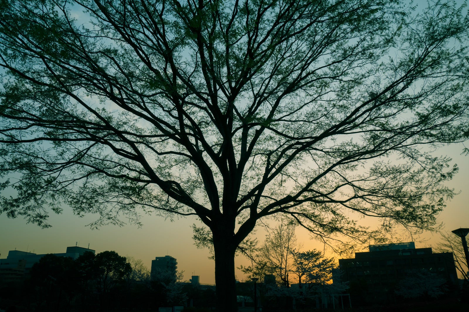 「夕暮れ時の都会と巨木」の写真