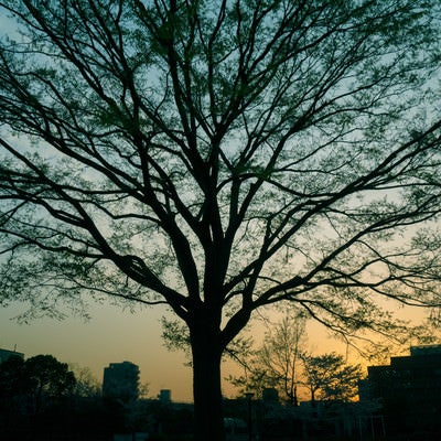 夕暮れ時の都会と巨木の写真