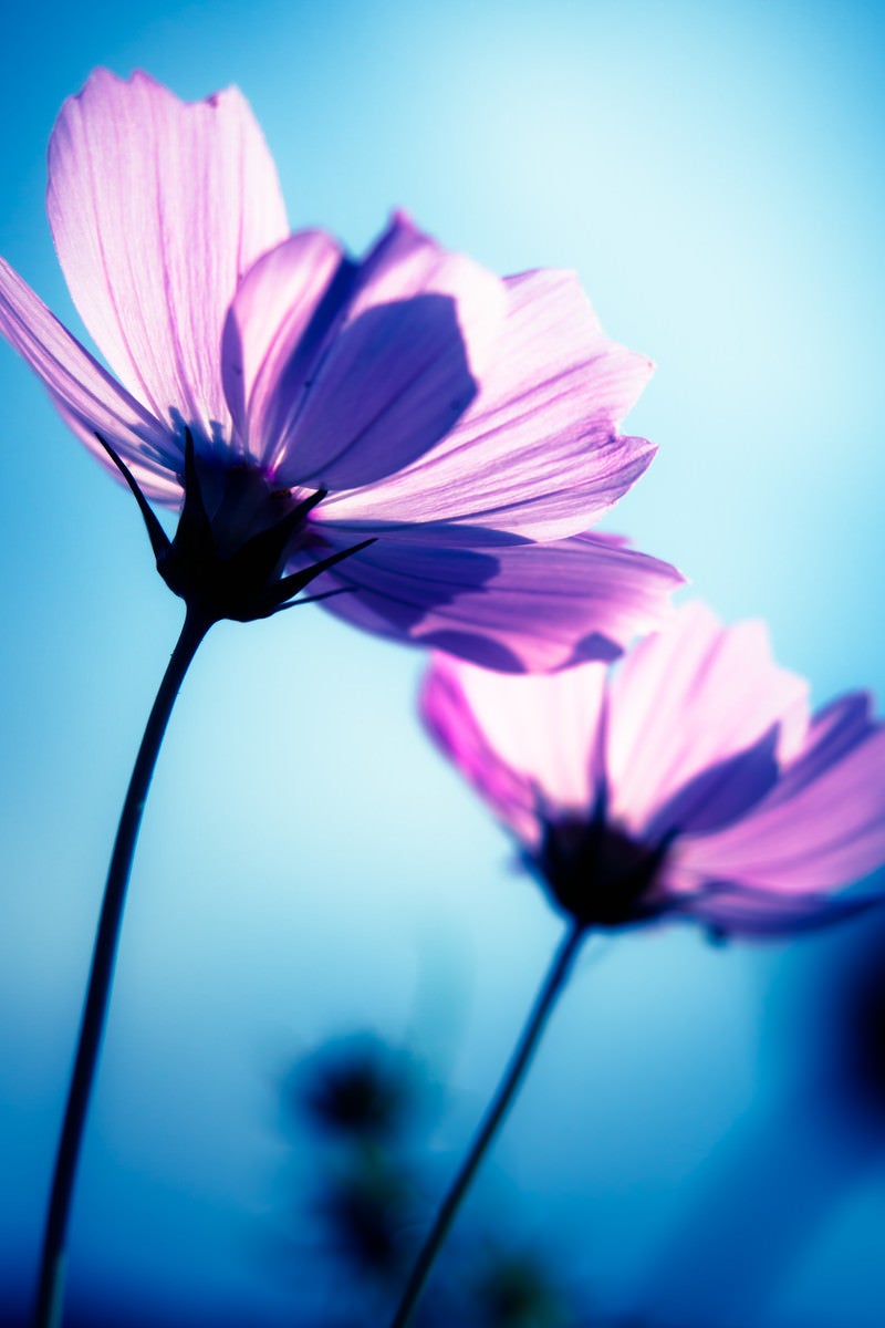 「コスモスの花」の写真