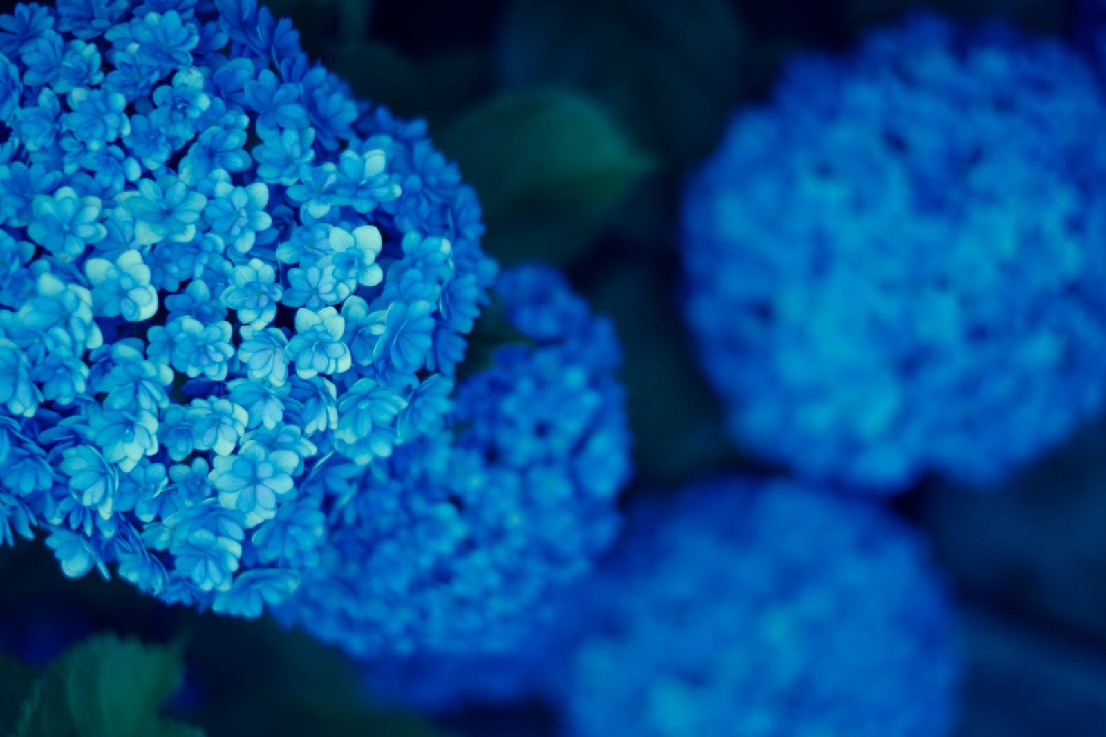 「青いまんまる紫陽花」の写真