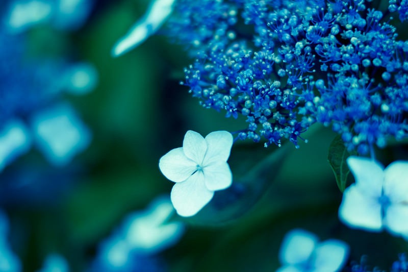ガクアジサイの花の写真