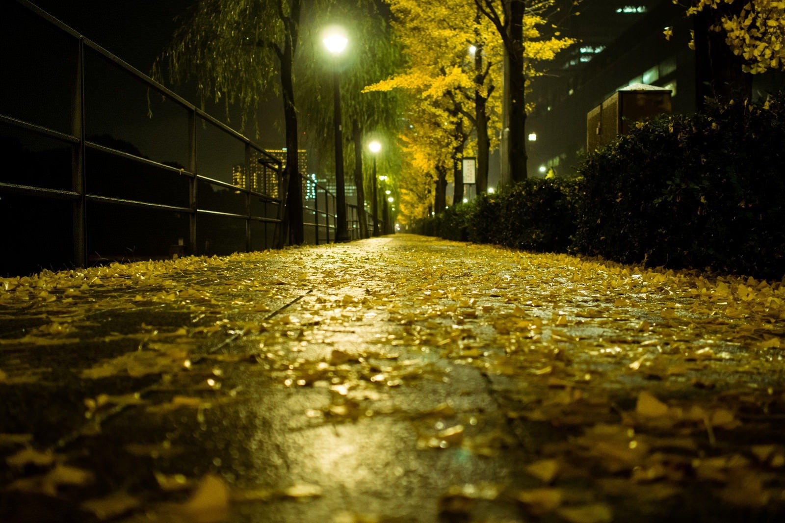 「銀杏並木と落葉（夜間）」の写真