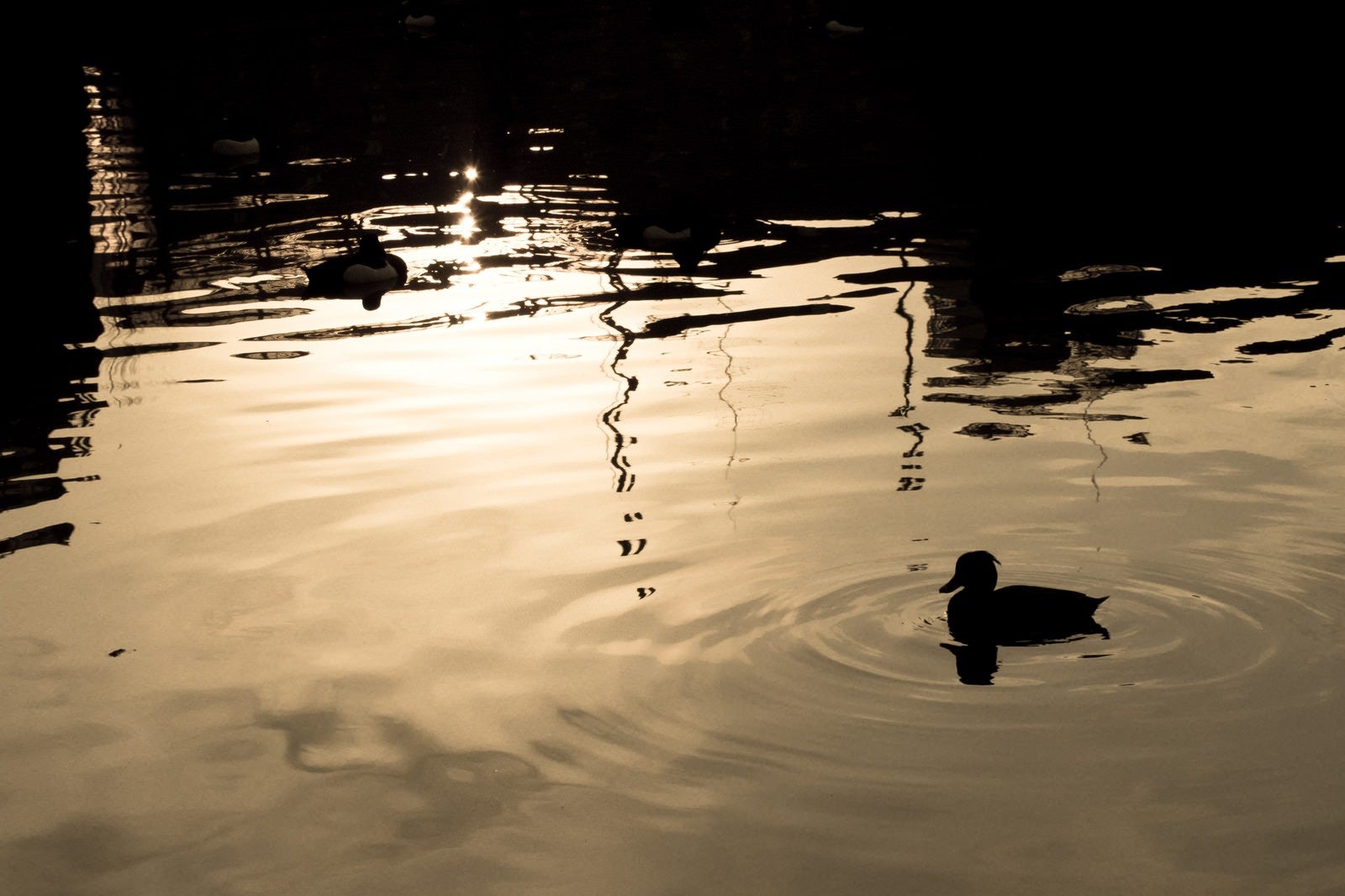 「夕焼けの鴨」の写真