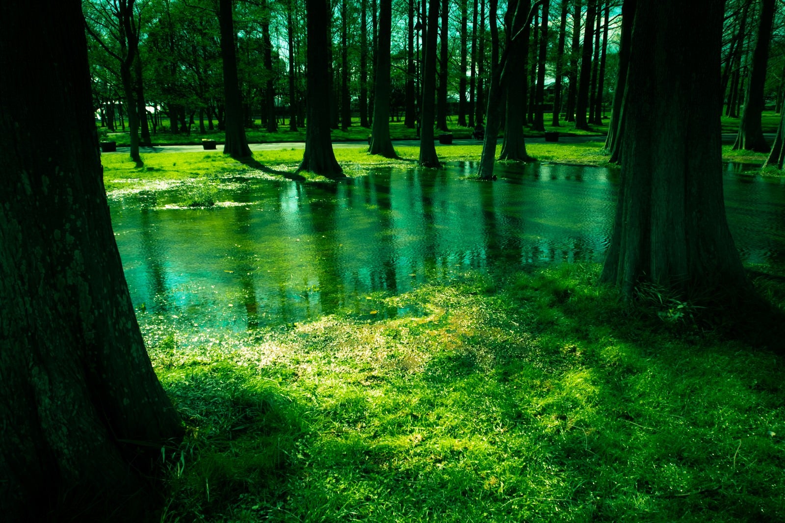 「水元公園の木々と水たまり」の写真