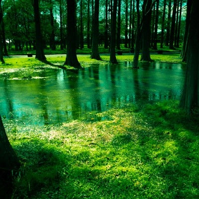 水元公園の木々と水たまりの写真