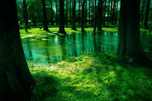 水元公園の木々と水たまりの写真