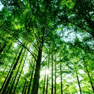 新緑の森の写真