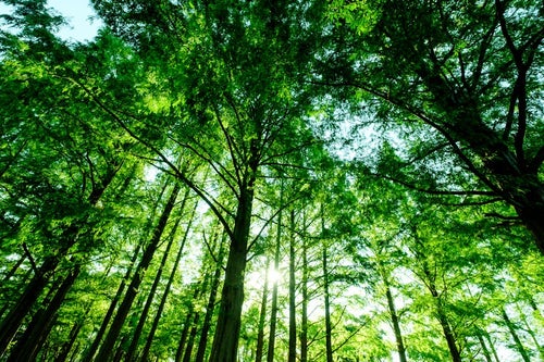 新緑の森の写真