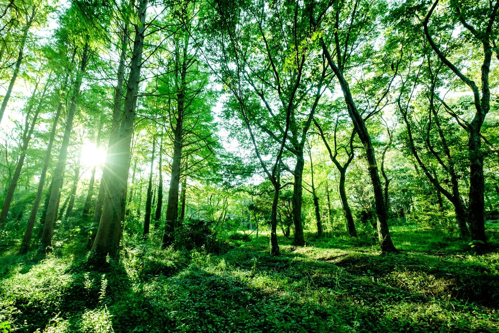 「森の中の生い茂る木々」の写真