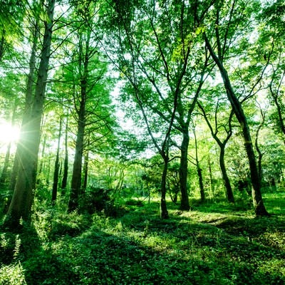 森の中で新緑に包まれた木漏れ日の風景、青々とした樹木の幹と枝葉の写真