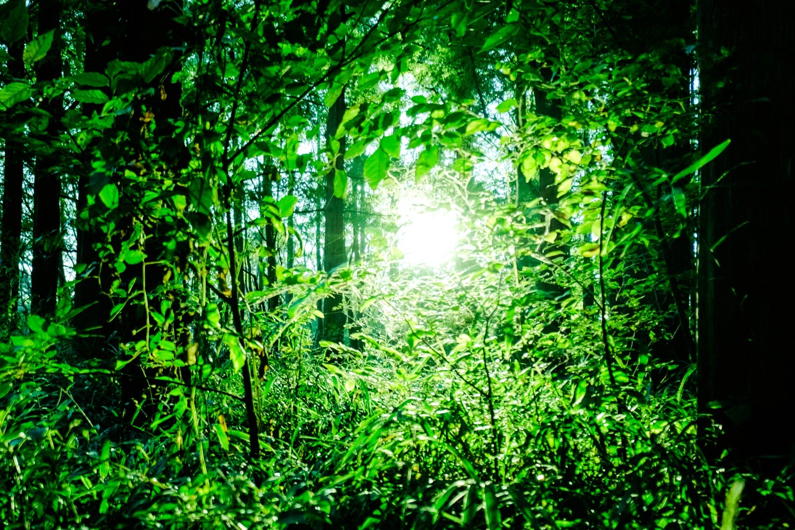 「森の中のひかり」の写真