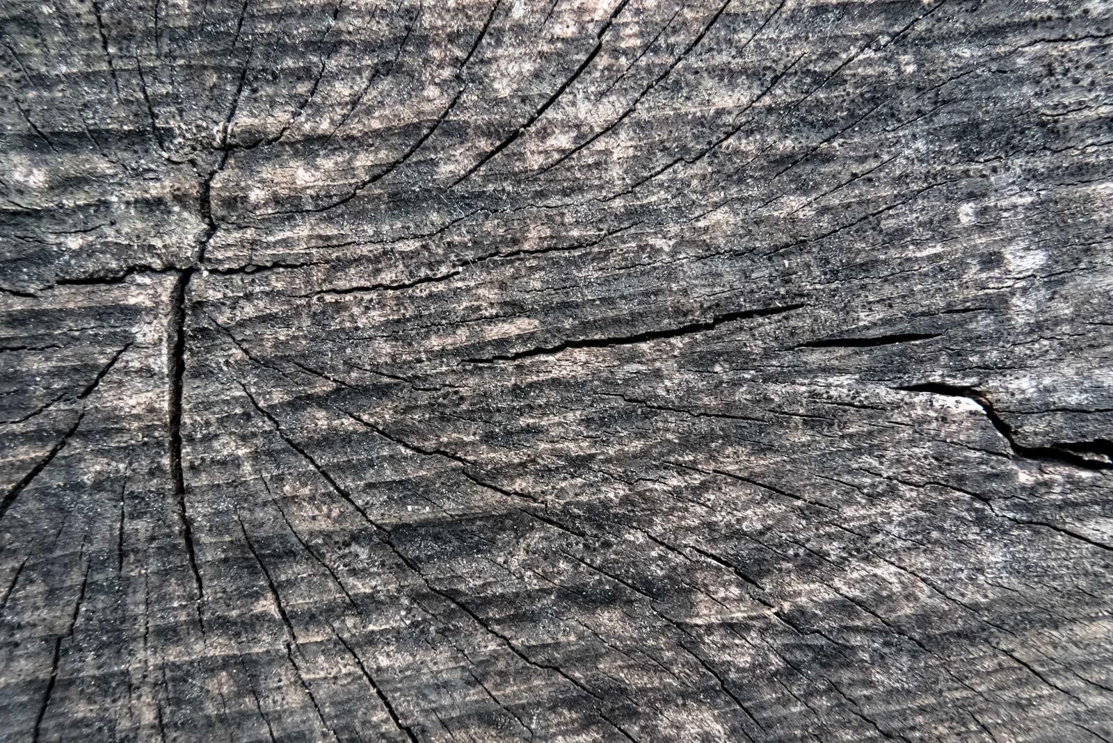 「乾燥割れた木材の表面（テクスチャ）」の写真