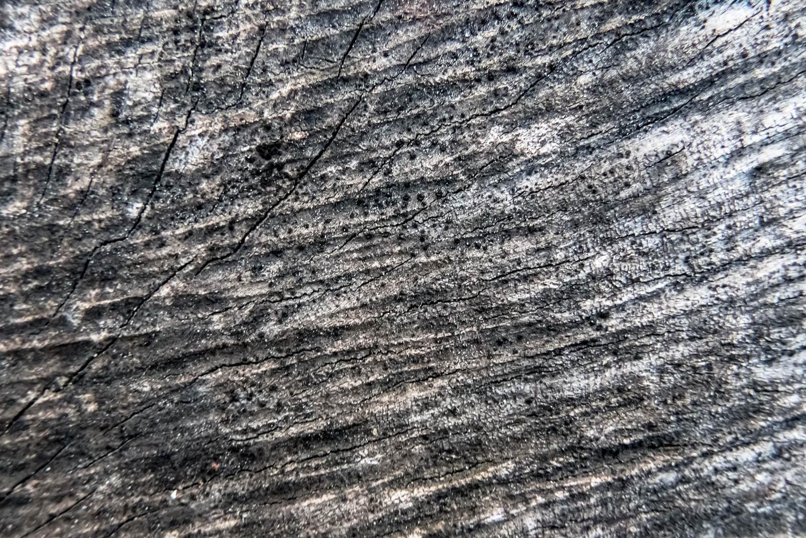 「黒く変色した木材」の写真