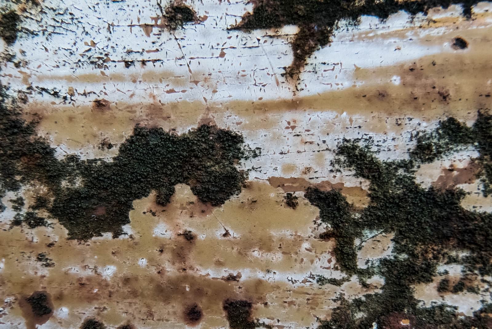 「腐食した壁から苔が生える」の写真