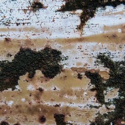 腐食した壁から苔が生えるの写真