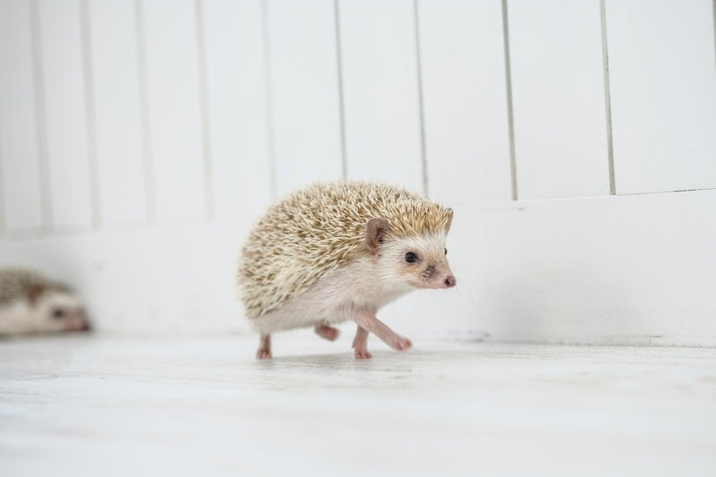 ボクの針は痛くない！ 愛くるしいハリネズミの「ノエル」と