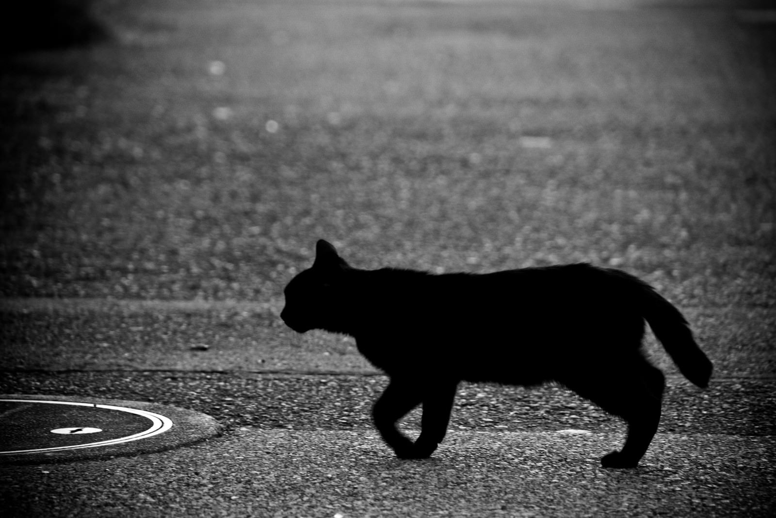 「目の前を横切る黒猫」の写真