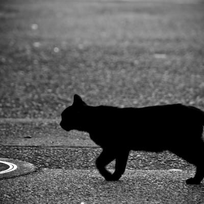 目の前を横切る黒猫の写真