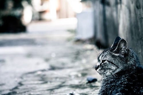 路上でぼっち猫の写真