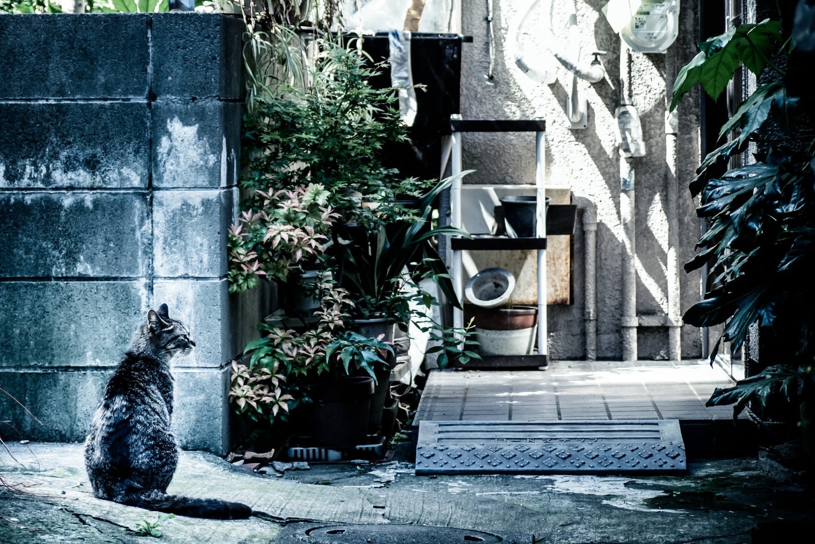 「下町の野良猫」の写真