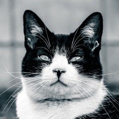 意識の低いデブ猫の写真