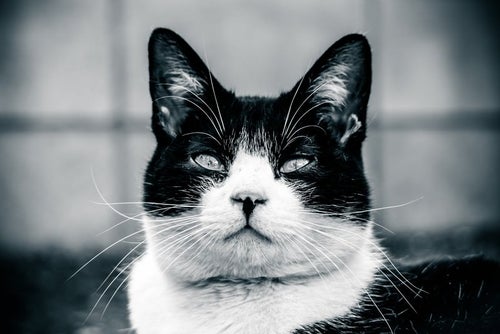 意識の低いデブ猫の写真
