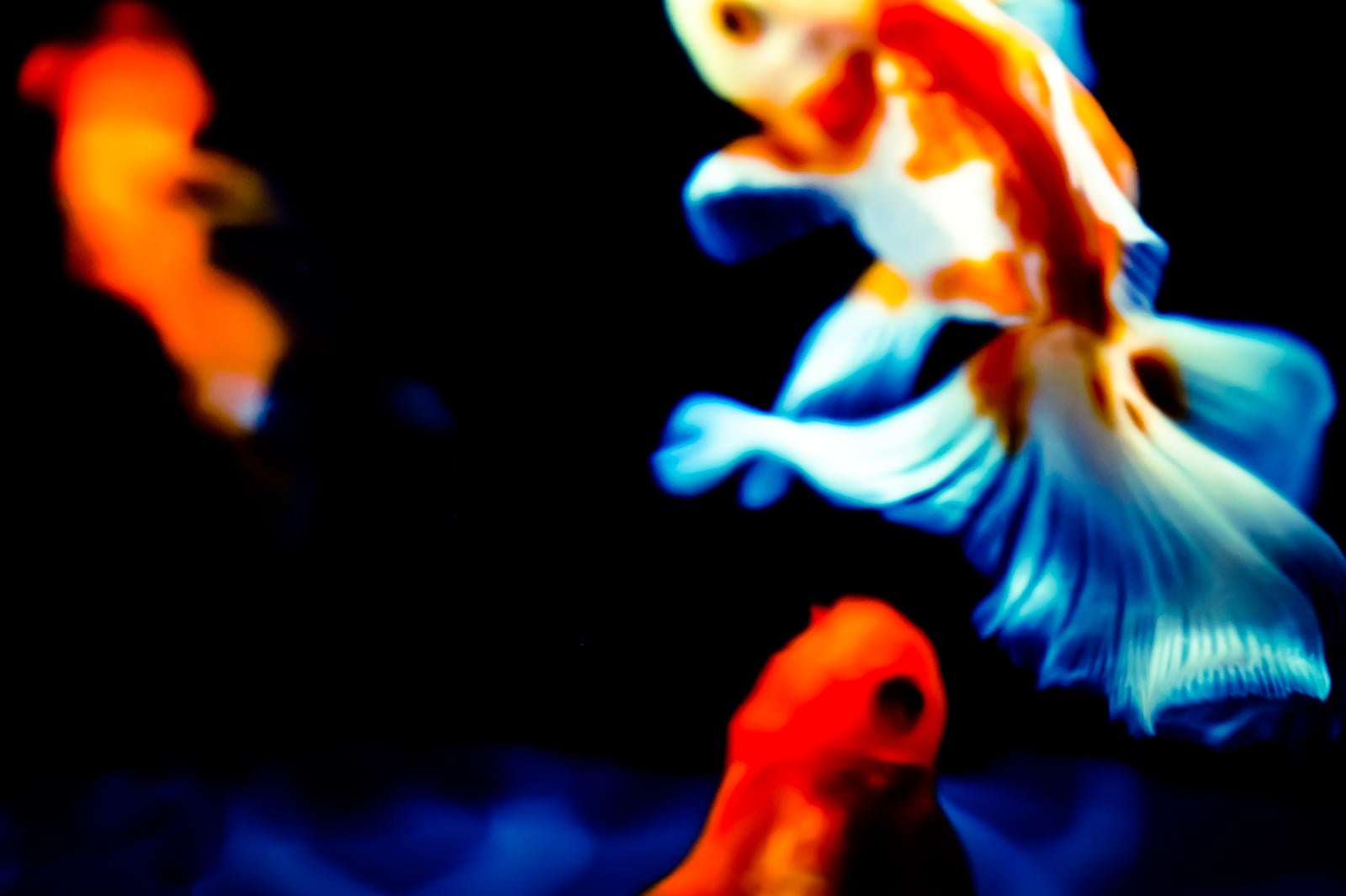 「金魚の舞」の写真