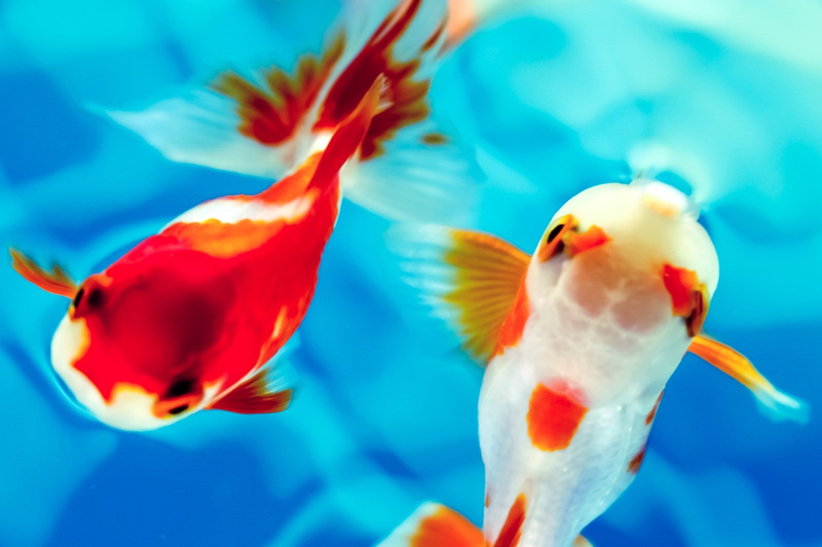 「白と赤の金魚」の写真