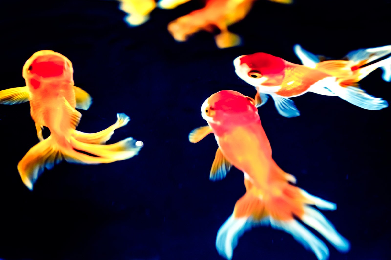 「尾びれが長い金魚達」の写真