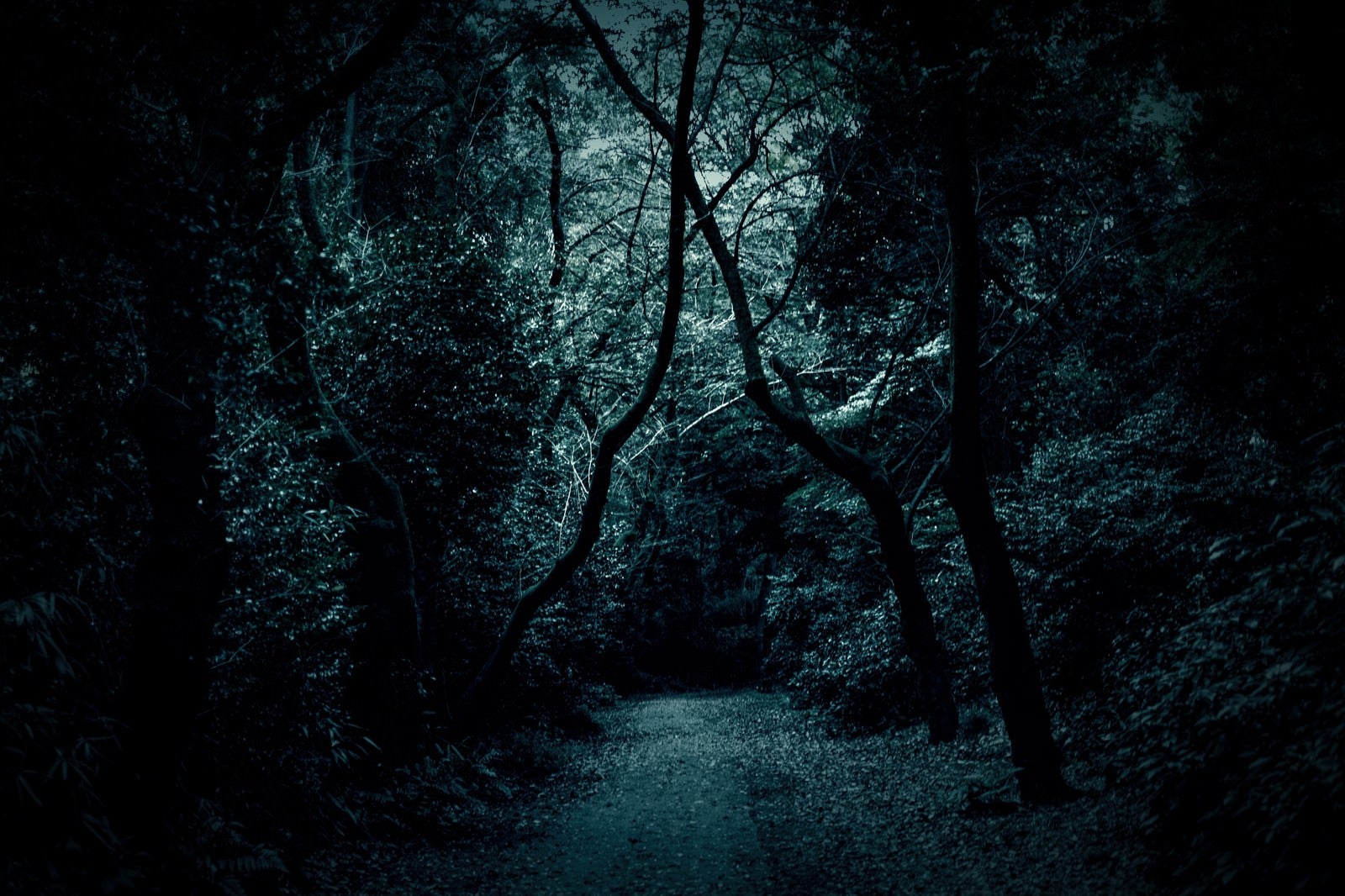 「木々の中の薄暗い道」の写真