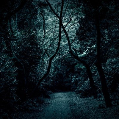 木々の中の薄暗い道の写真