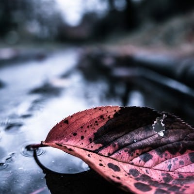 雨上がりと落ち葉の写真
