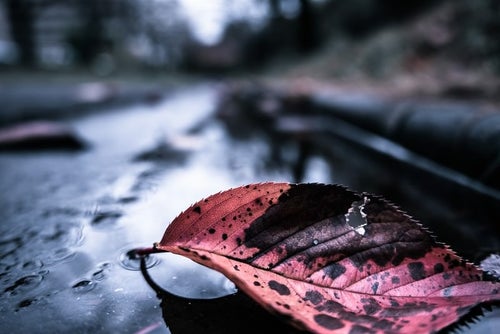 雨上がりと落ち葉の写真