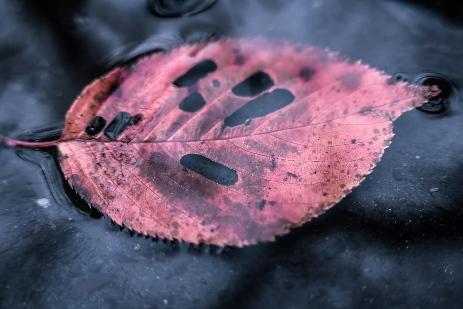 「水たまりと虫食い落ち葉」の写真