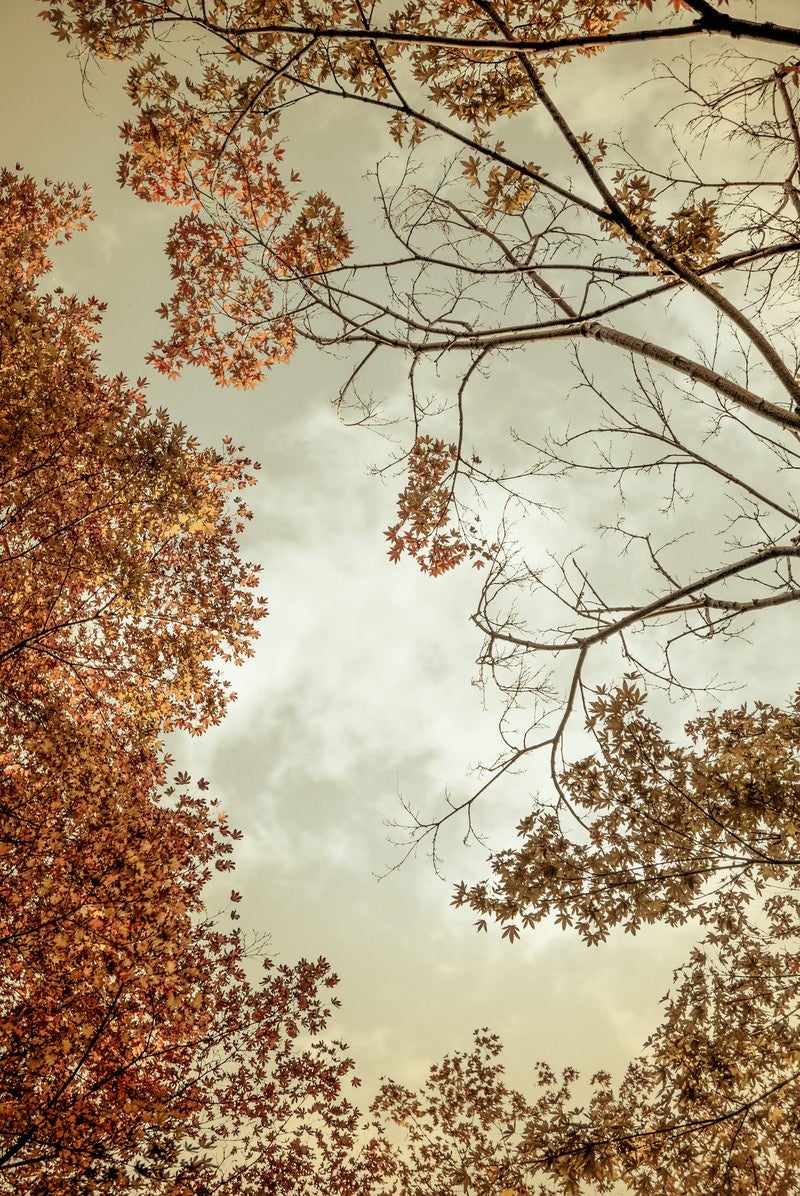 「曇り空と紅葉」の写真