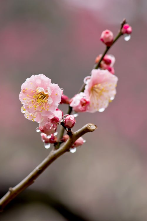 雨に濡れたピンクの梅の花の写真