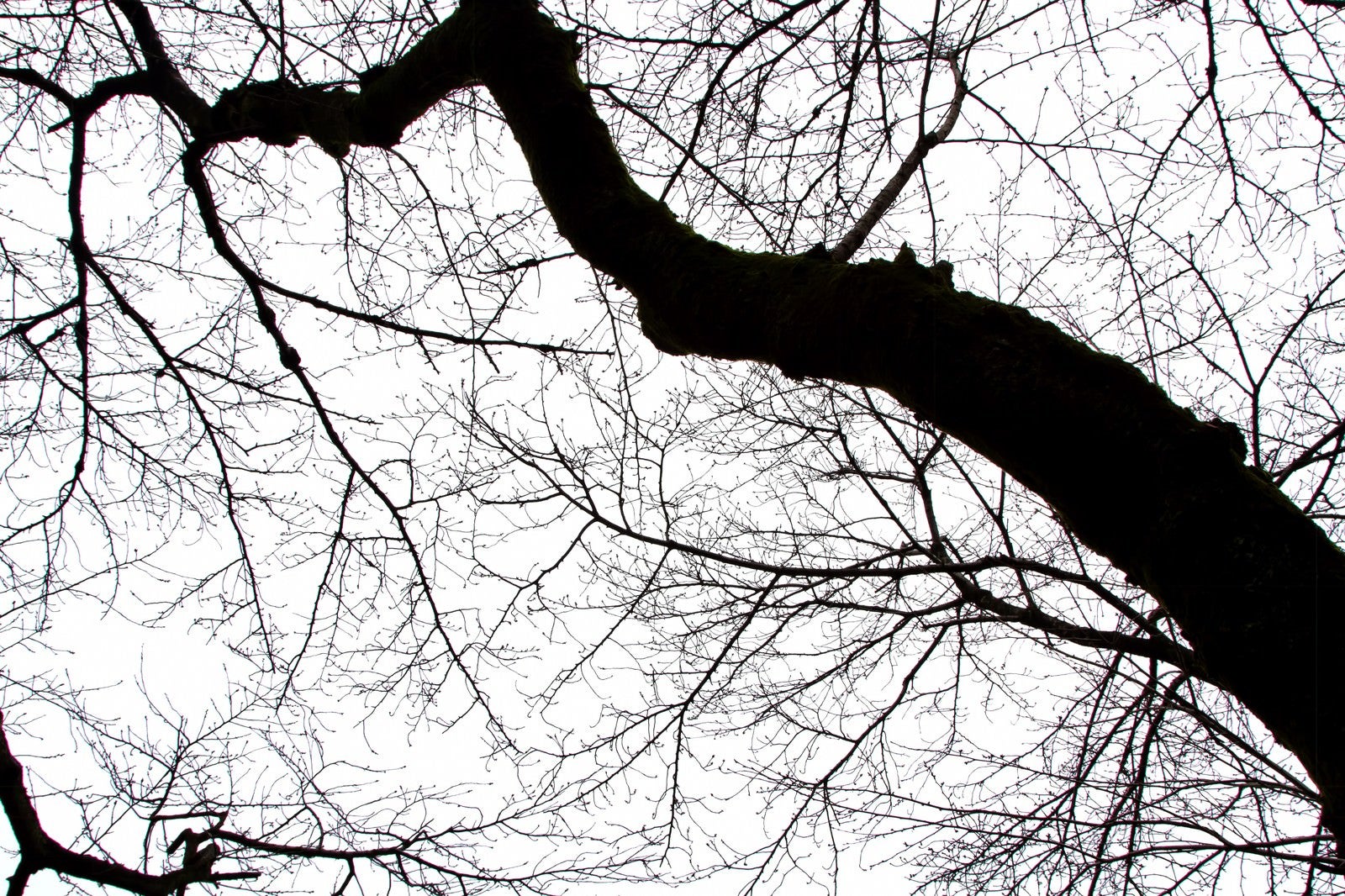 「不気味な木の枝」の写真