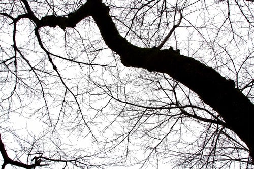 不気味な木の枝の写真