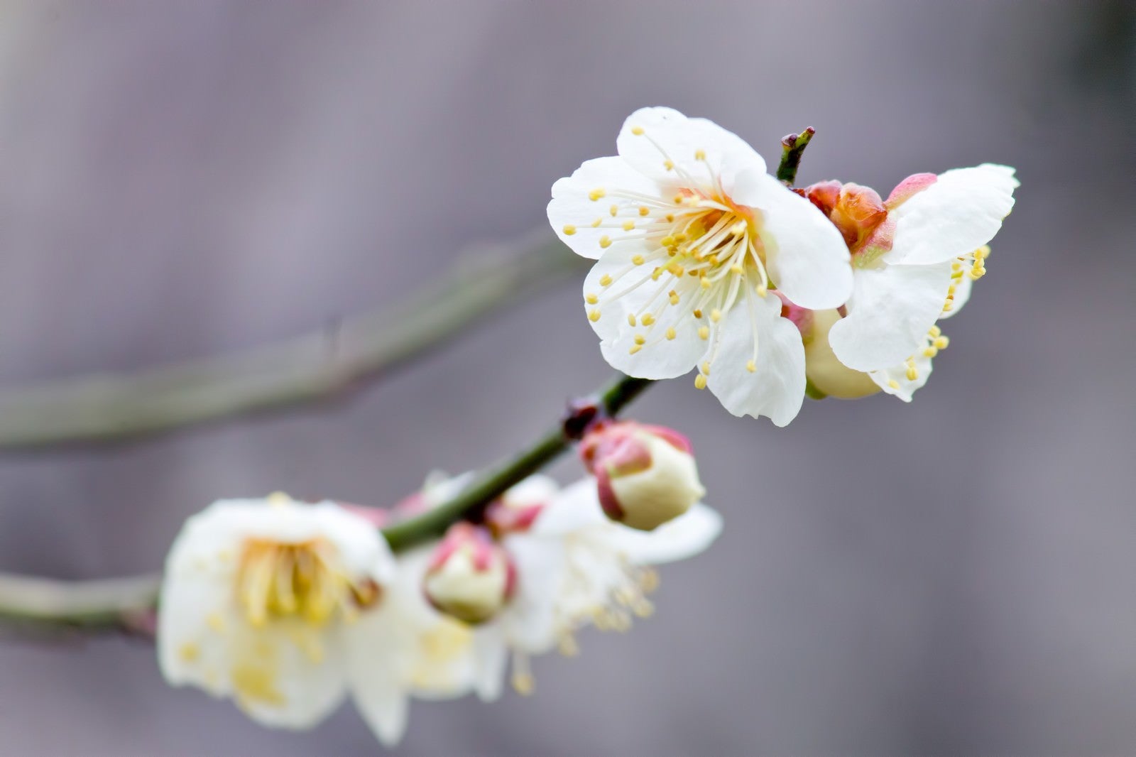 「枝に花咲く梅の花」の写真