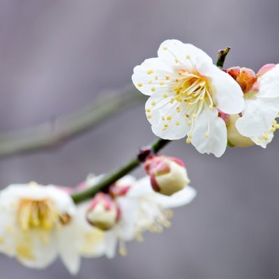 枝に花咲く梅の花の写真