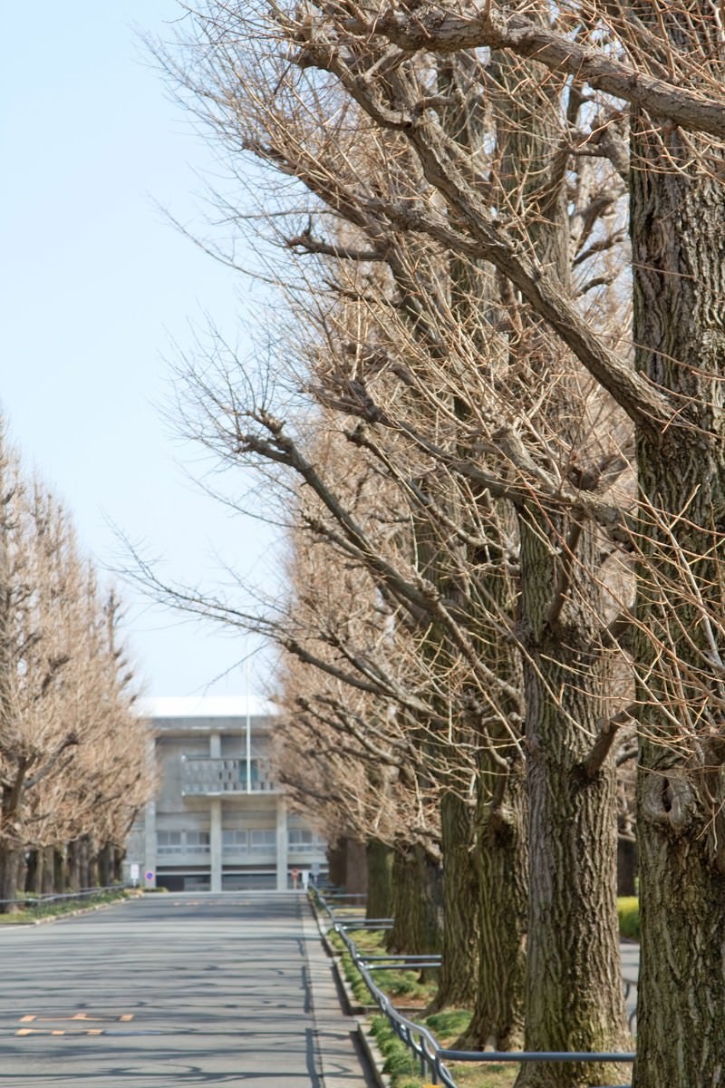 「葉が落ちた慶応の銀杏並木」の写真