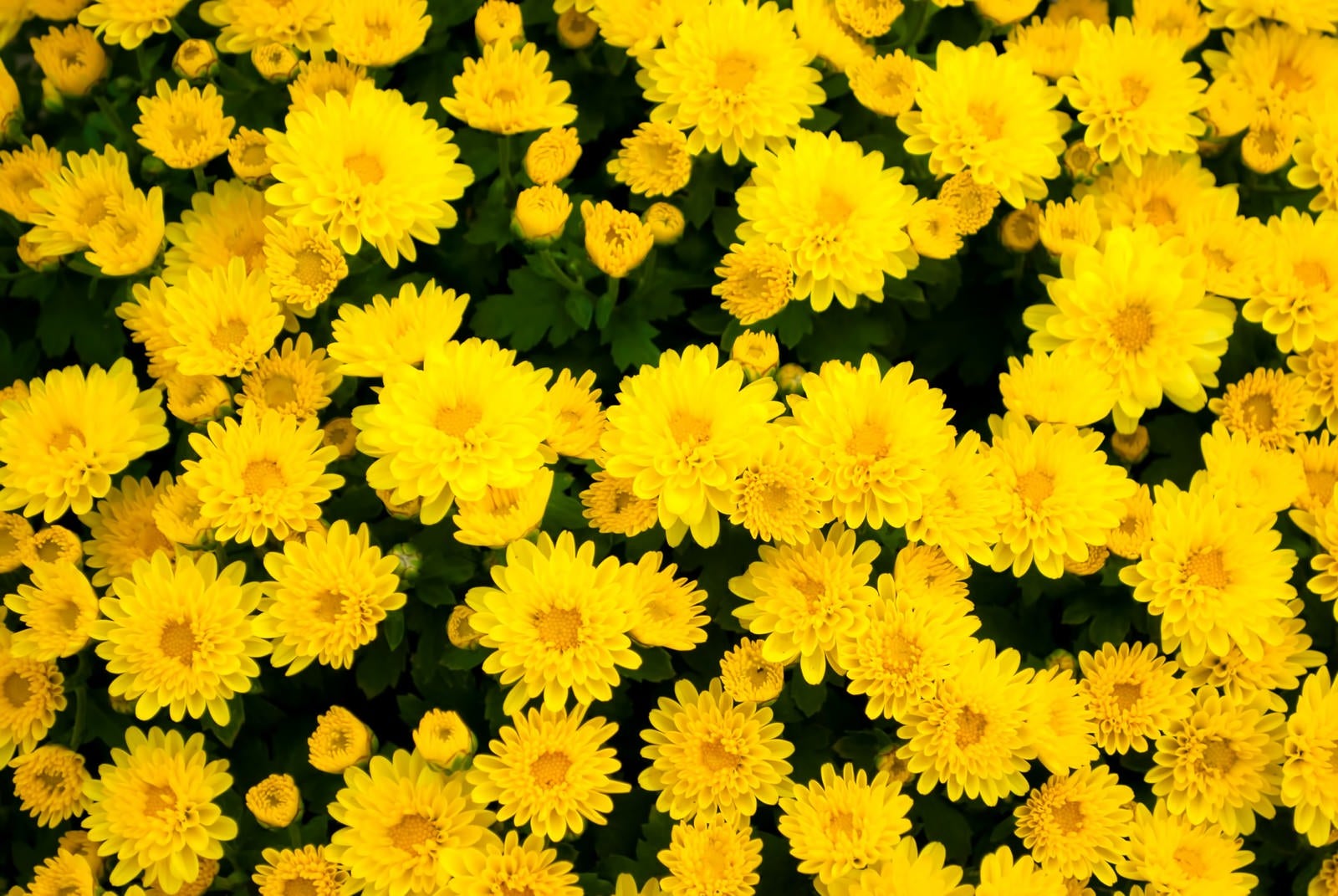 「黄色い花のテクスチャー」の写真