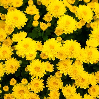 黄色い花のテクスチャーの写真