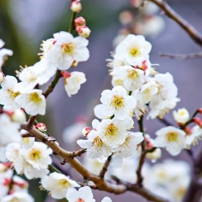 満開の梅の花が咲く枝、白い五弁花と黄色い花蕊の写真