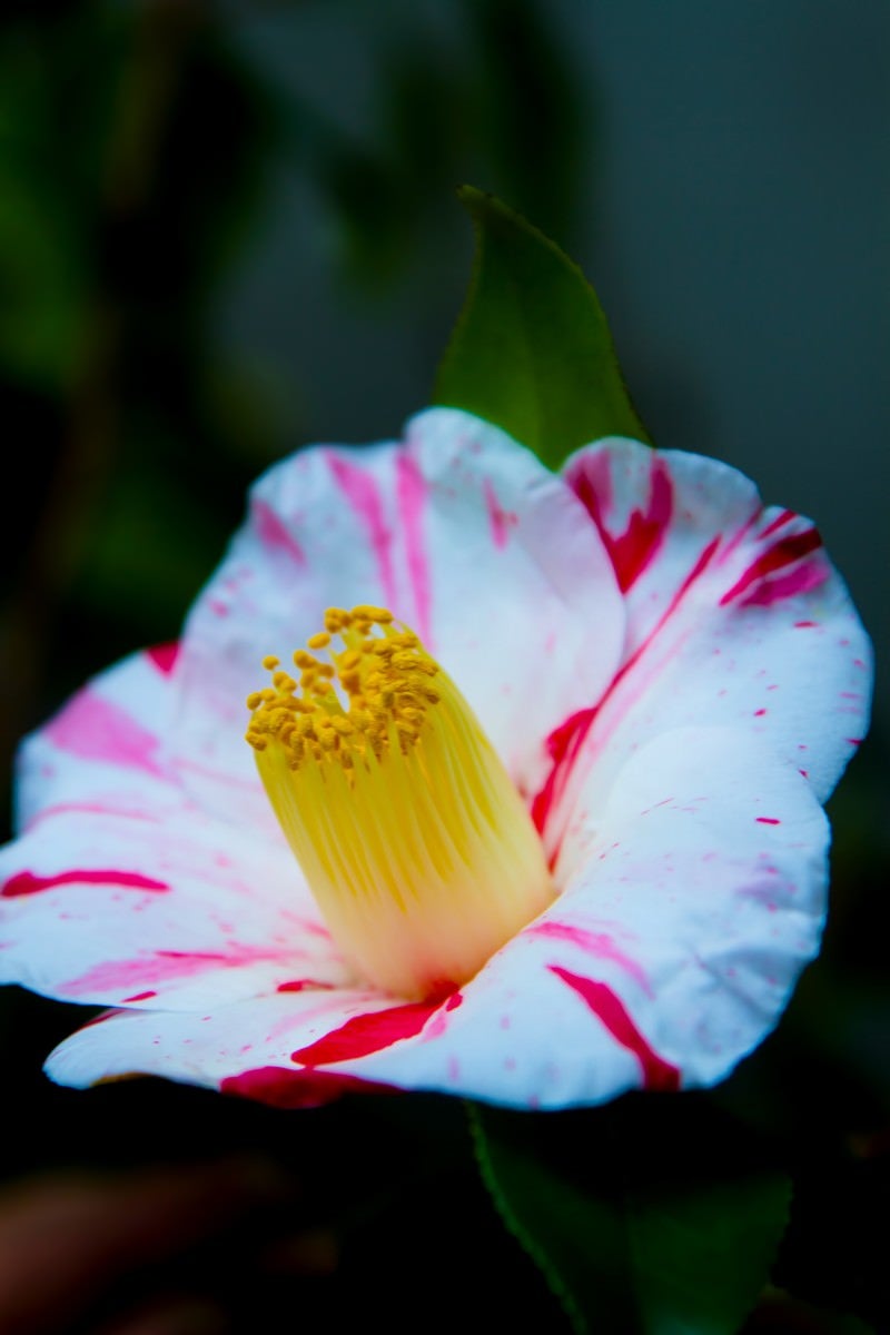 「白い椿の花」の写真