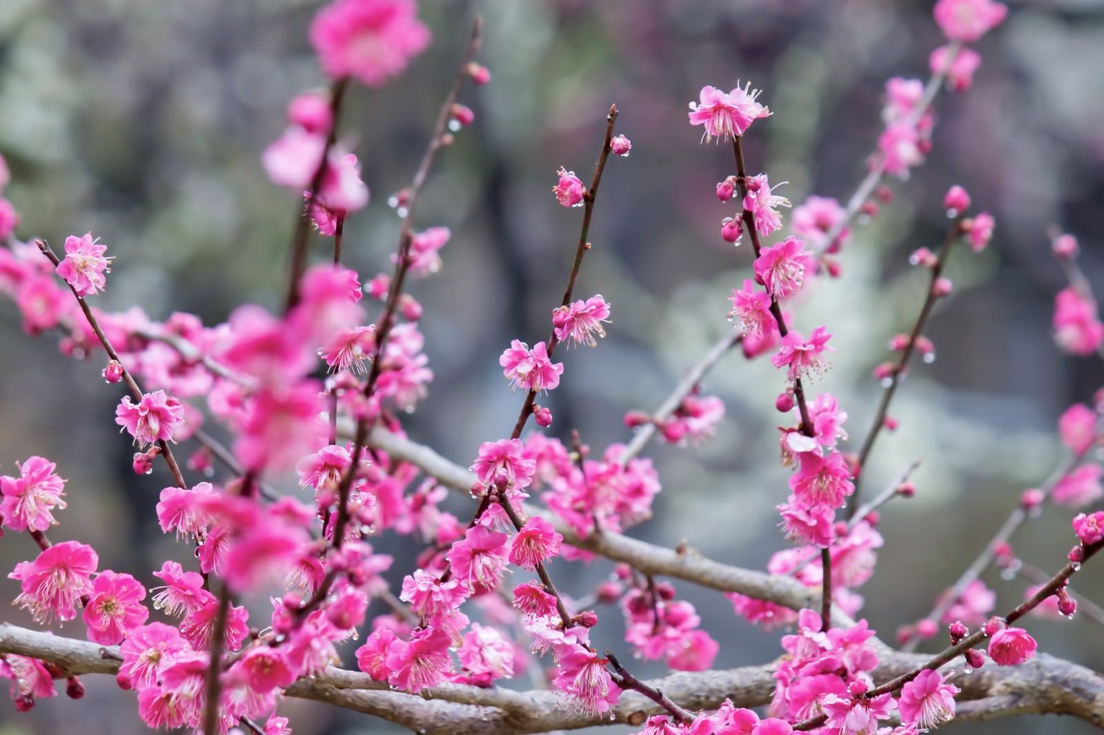 「ピンクの梅の花（雨）」の写真