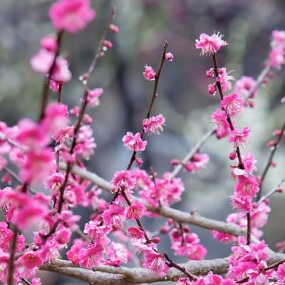 ピンクの梅の花（雨）の写真