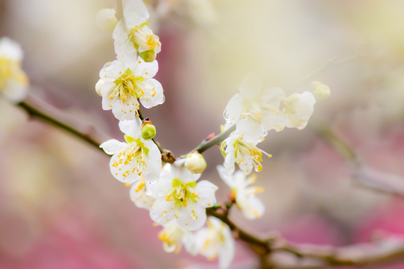 「幻想的な雰囲気の梅の花」の写真